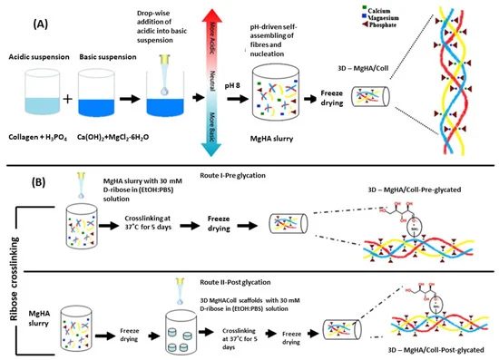Materials_mdpi's tweet photo. #ReviewRecommendation
#Biologically Inspired Collagen/Apatite Composite #Biomaterials for Potential Use in #Bone Tissue #Regeneration—A Review
👉Full Paper: https://t.co/iLLxvqiekS
📝Authored by Dr. Barbara Kołodziejska et al.
#collagen
#hydroxyapatite
#biomimetic material https://t.co/07ssBRdxbk