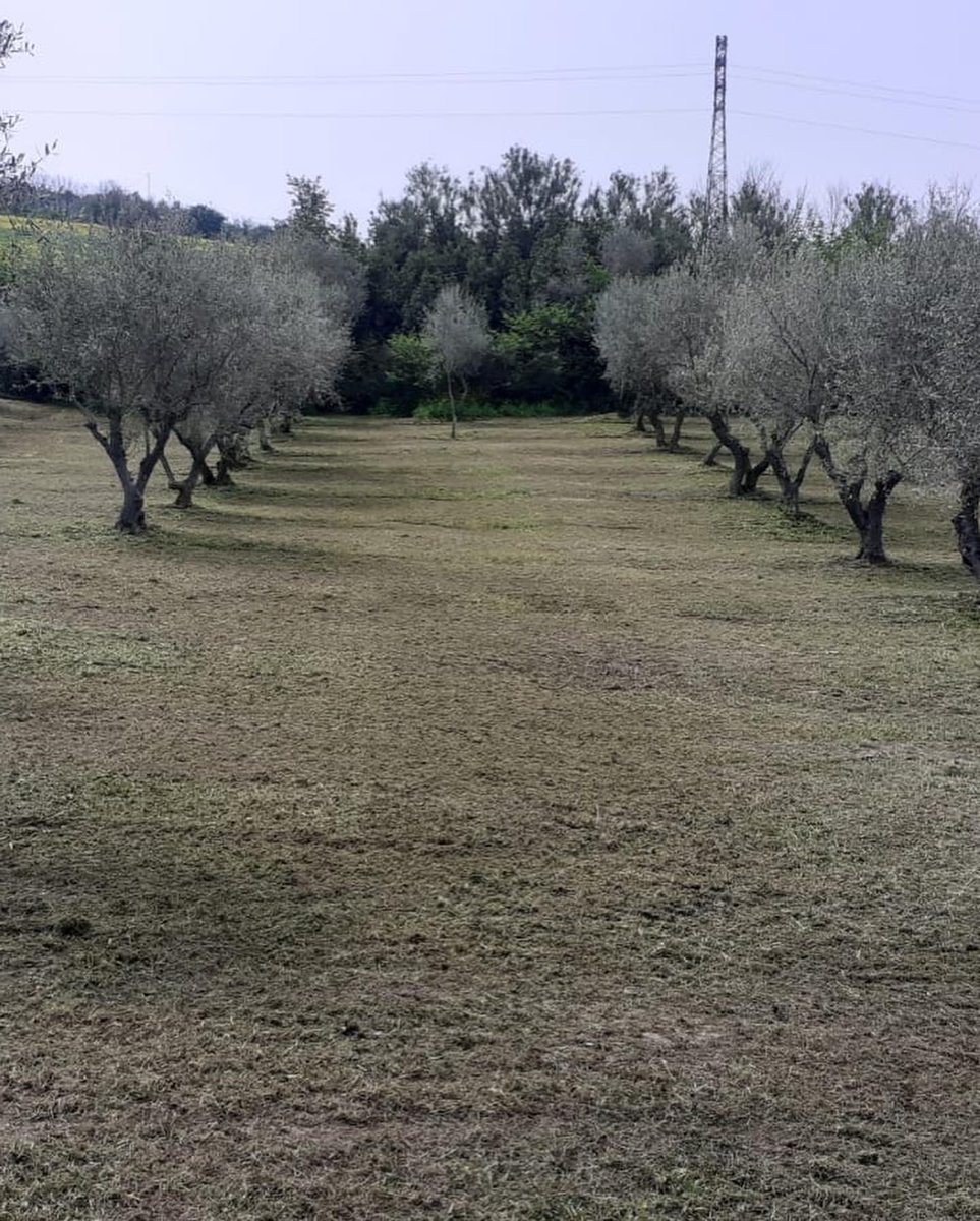 Rurabilandia's tweet photo. Manutenzione del verde, pulizia uliveti, sfalcio. Pulizia e sicurezza marciano di pari passo nell’azienda agraria Ricciconti della Asp2. https://t.co/FTi8fGhZkS