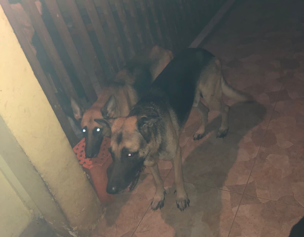 AngolaPet's tweet photo. Filhotes de pastor alemão, com dois meses de vida, apenas com duas desparasitações feitas, ( machos &amp; fêmeas disponíveis ) , ao preço de 160.000kz, para mais informações DM. https://t.co/5HwqzDsEZd