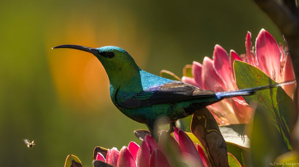 PerryNorgarb's tweet photo. Sugar bird on #protea.

#sugarbird #photography #sigma150600 https://t.co/5gXwMVkQrA