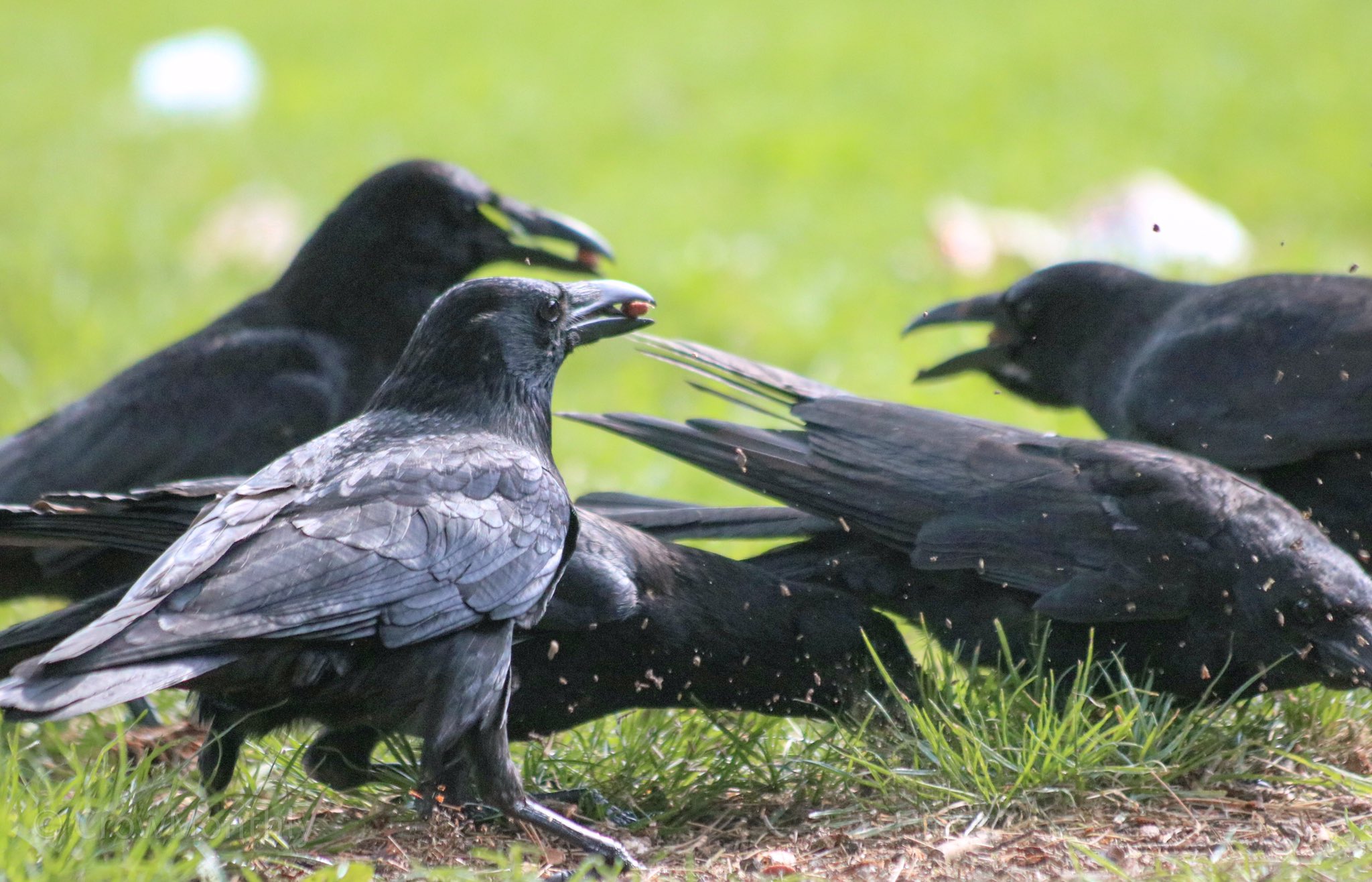 Funny Pictures of Crows (@crows_go_caw) / Twitter