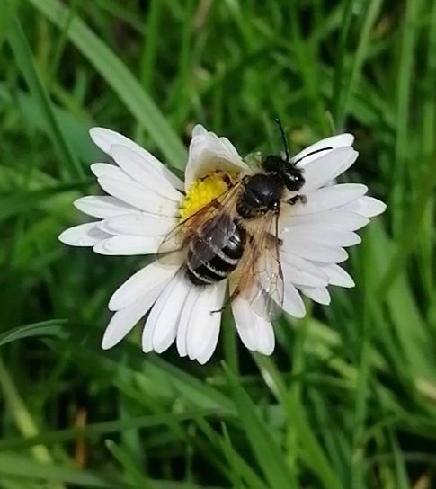 RachelWi97's tweet photo. Happy #worldbeeday everyone!! 🐝🐝 https://t.co/6KewYWitRK