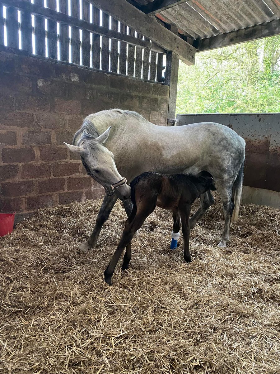 JessWestwood's tweet photo. **FOSTER MARE FOUND**
Thank you for all the messages. We found a foster mare and they both took very well. Hope to have them home soon. #FosterMare https://t.co/wbhkggj6lk