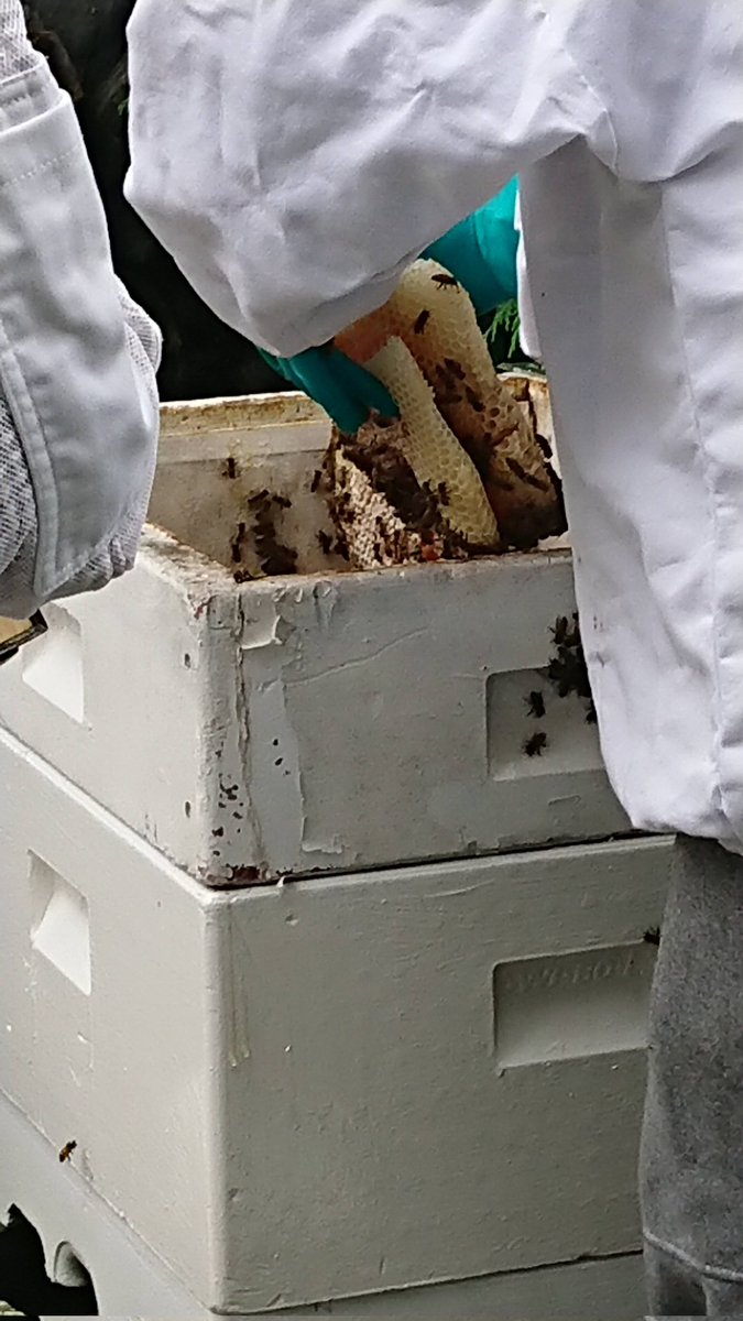 Happy World Bee Day from us all at Cedar Manor 🐝#bees #WorldBeeDay