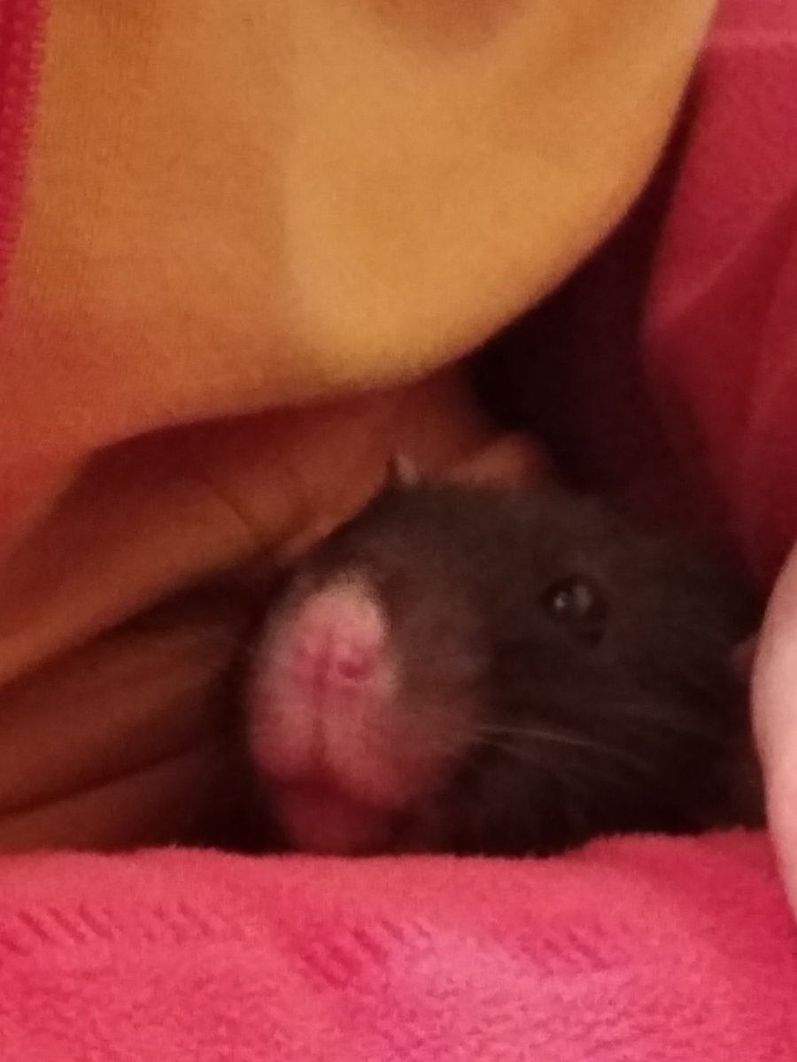 Hewwo friends, I just wanted introduce my son to you, he's little stupid and cowardly guy but I love him 🥺
