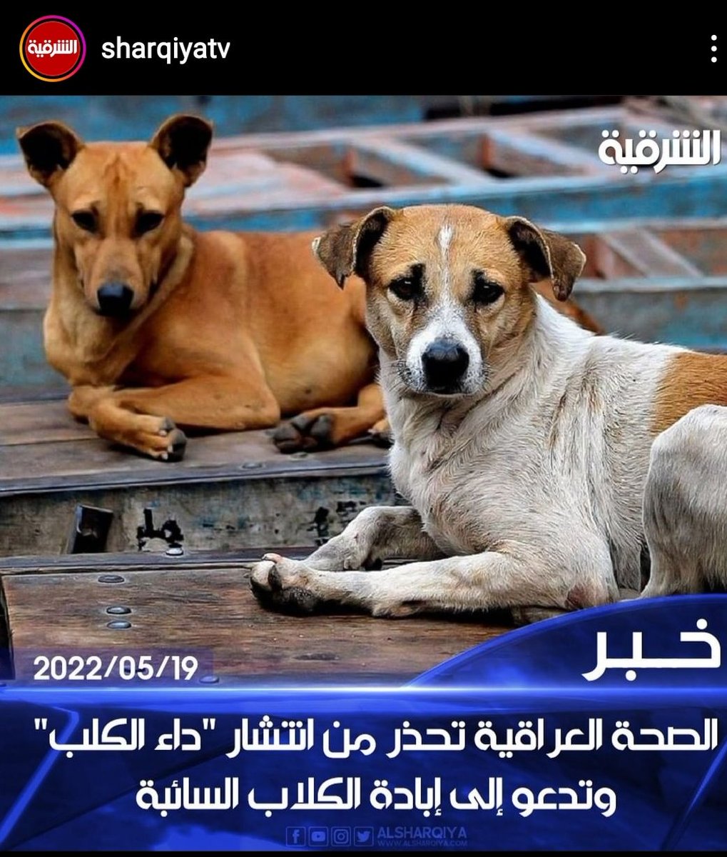 smtylgh31215188's tweet photo. أبادة!!!
يارب ينصاب بلكلب والحمى النزفية كل واحد مأخر قانون البيطرة..🙂
#التويتر_بيطري 
#وزارة_الزراعة 
#وزارة_المالية 
#قانون_التدرج_الطبي_البيطري 
#نقابة_الاطباء_البيطرين https://t.co/R76rPoNXvW