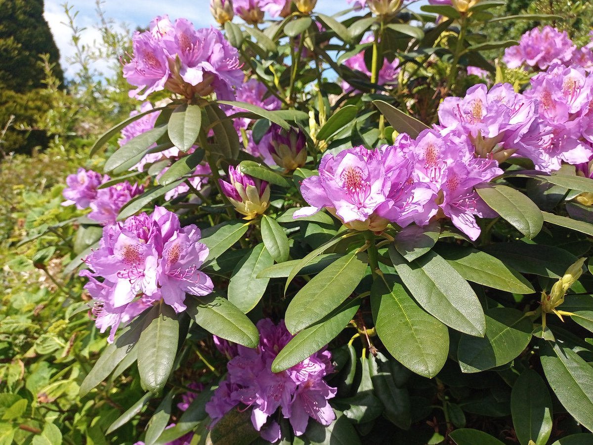 stephenjohnhol1's tweet photo. Friday flowers 🌸 https://t.co/UX33GHIkBZ