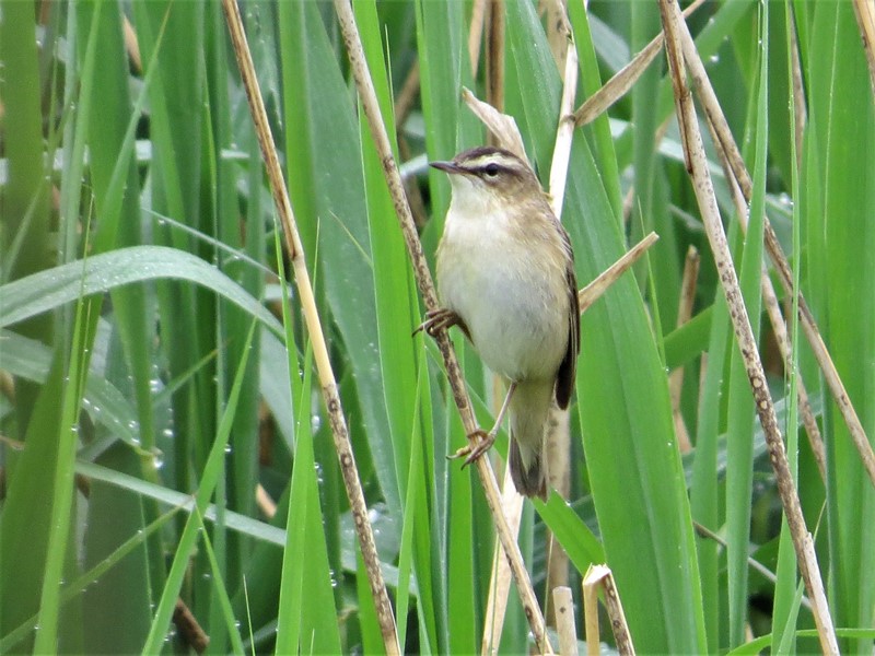 Here are Ed Wilson's sightings from yesterday at Priorslee Lake and The Flash, Telford, Shropshire <a href="/sosbirding/">ShropshireBirdingNews</a> <a href="/BC_WestMids/">West Midlands Butterfly Conservation</a> <a href="/My_Wild_Telford/">My Wild Telford</a> <a href="/BTO_Shropshire/">BTO Shropshire</a> <a href="/ShropBotany/">Shropshire Botany</a>

Photo: A Sedge Warbler

friendsofpriorsleelake.blogspot.com/2022/05/19-may…