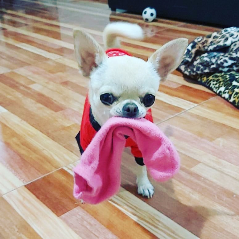 The stretchy no show sock, an all time favorite #chihuahua #toy

amazon.com/shop/chichicrew