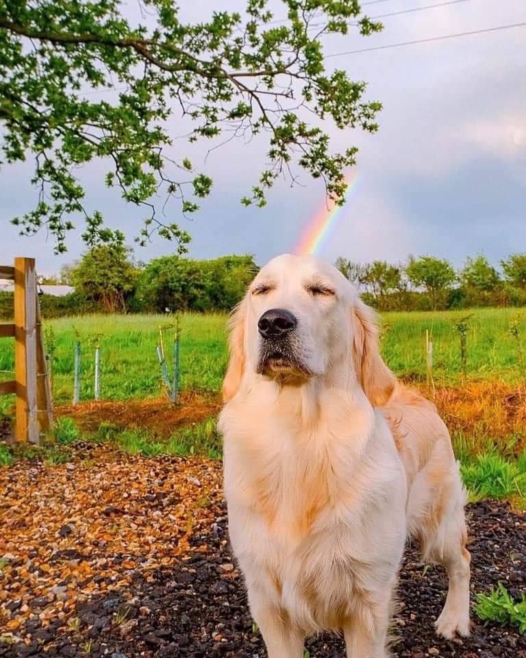 RITWITTA IL RAINBOW DOG, TI PORTERÀ FORTUNA 🌈