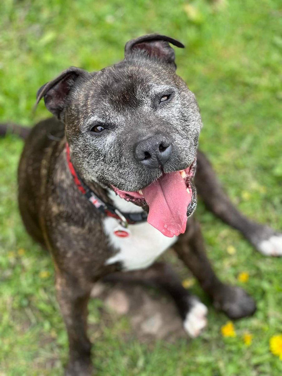 Good morning Staffy Lovers, our gorgeous pups have all got that #FridayFeeling Have you!? Barney, Hughie, Denzil and Ruth are all showing you their bestest grins in the hope it will help them find their furever homes! Click this link to discover more... seniorstaffyclub.co.uk/adopt-a-staffy… ❤️