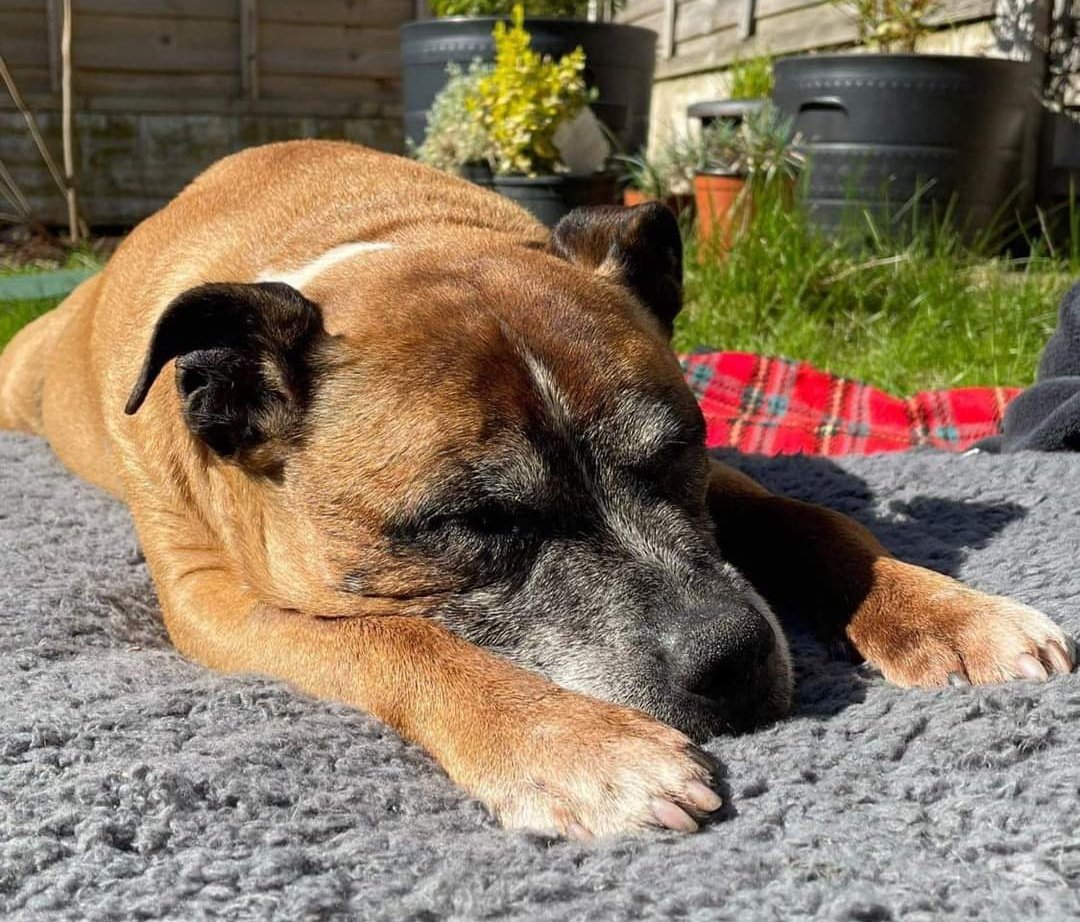 We are desperately seeking a furever Foster for our old boy Rocci. He's currently in foster but they are going on their hols & we need to find somewhere for him as a matter of urgency. Kennels is no place for this poor old sausage. Pls help if you can? 🙏 seniorstaffyclub.co.uk/adopt-a-staffy…