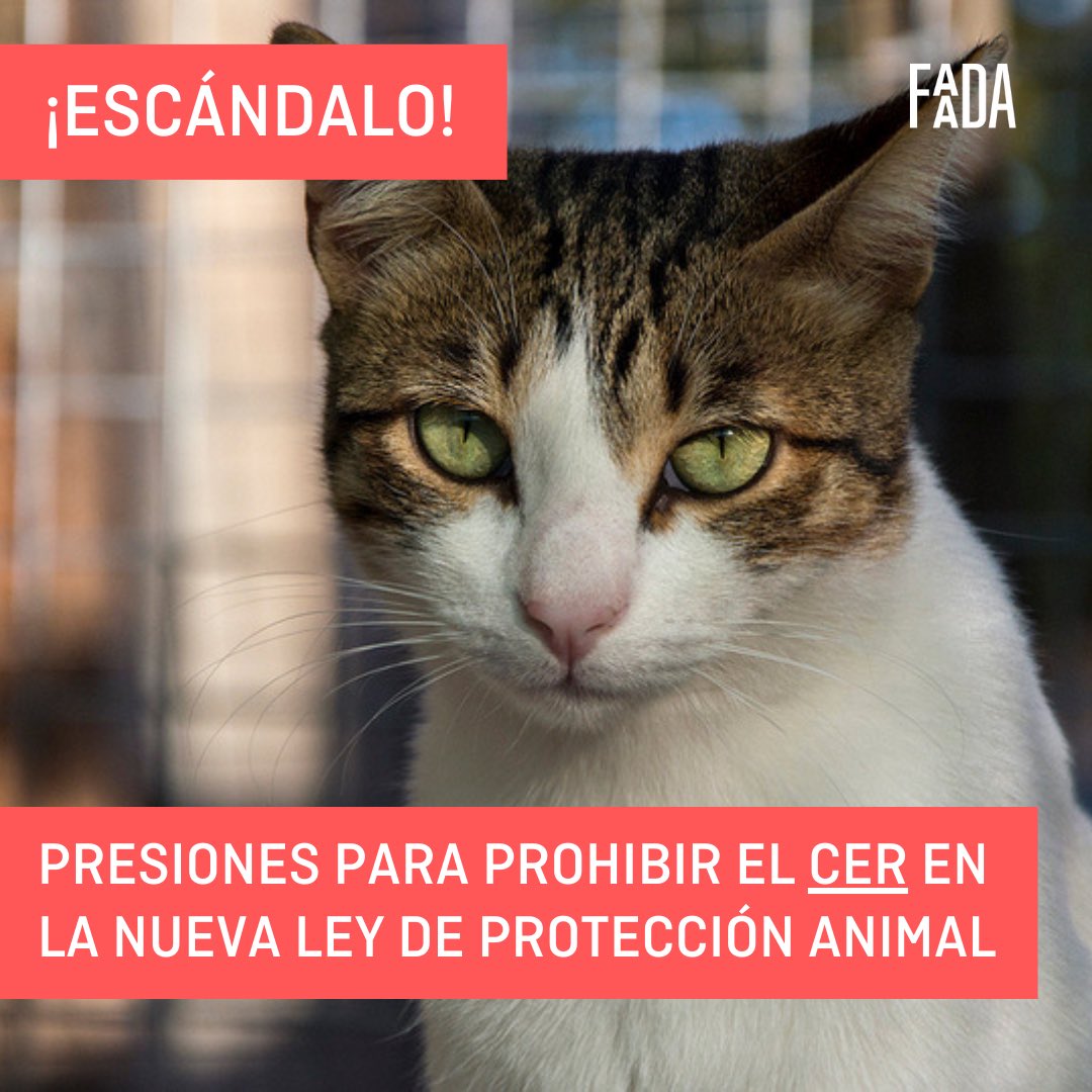 #URGENTE⚠️ En #España sectores y colectivos que pretenden proteger ciertos intereses han iniciado una campaña de animadversión hacia los #gatos, con presiones dirigidas al gobierno, pretendiendo la PROHIBICIÓN en la Nueva Ley de Protección Animal del método #CER‼️