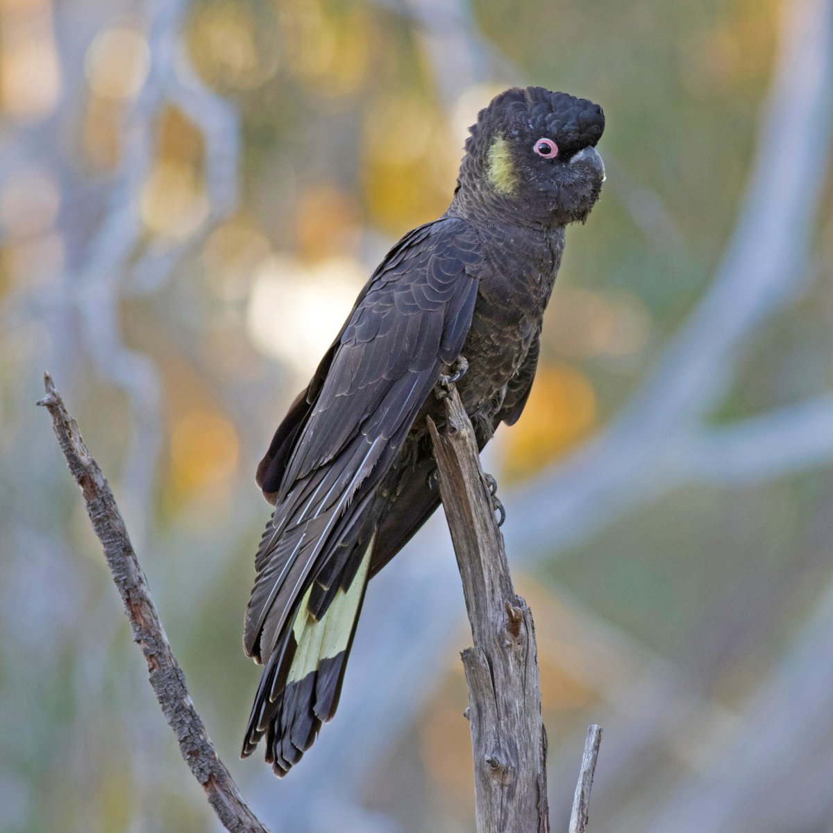 SandyHorne61's tweet photo. Is it too early to start the election feed cleansing?
I think not.
So here's a start.
A male yellow-tailed black cockatoo at Anstey Hill.
#ElectionDistraction #PoliticsFreeZone https://t.co/5gYEjMxRtq