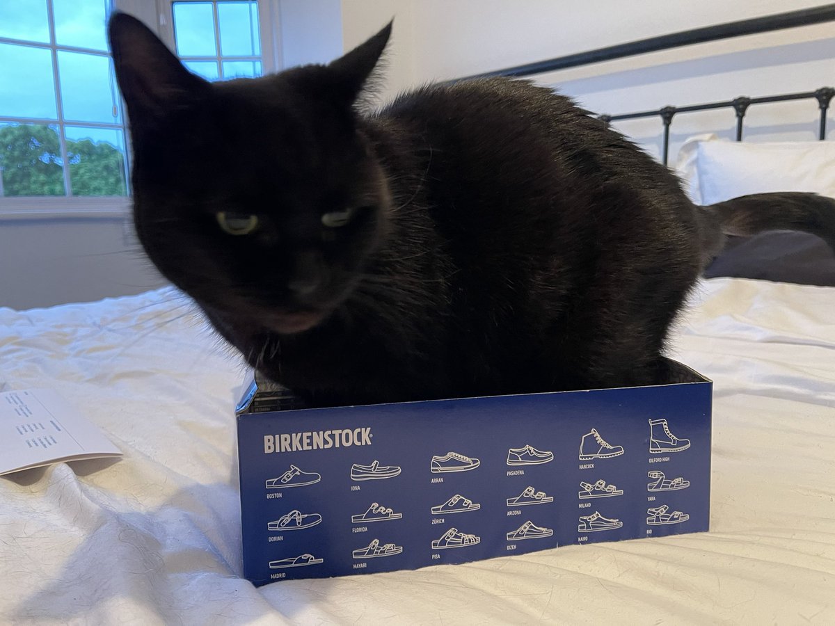 TheCatBabies's tweet photo. Dog: Mum got some new shoes and I got a new box #howgreatisthat #ififitsisits #happyfriday https://t.co/toU296EVwJ