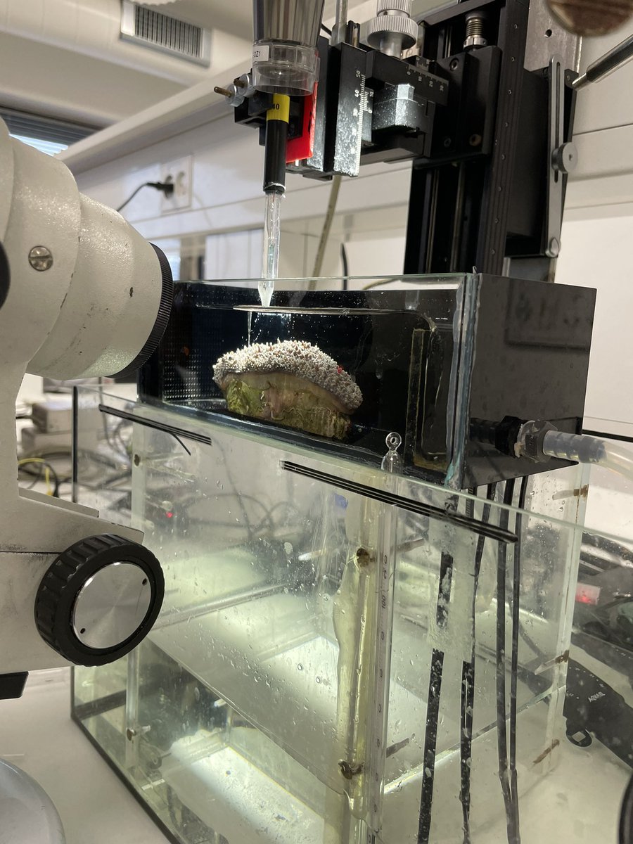 EmilyYeager9's tweet image. Coral, meet microsensor (with some bonus content of a Cassiopeia under an IPAM).
Days 4 and 5 of #microsensor2022 have been absolutely mind blowing🤯. I’m so grateful to have the opportunity to learn so many new techniques from such incredible scientists