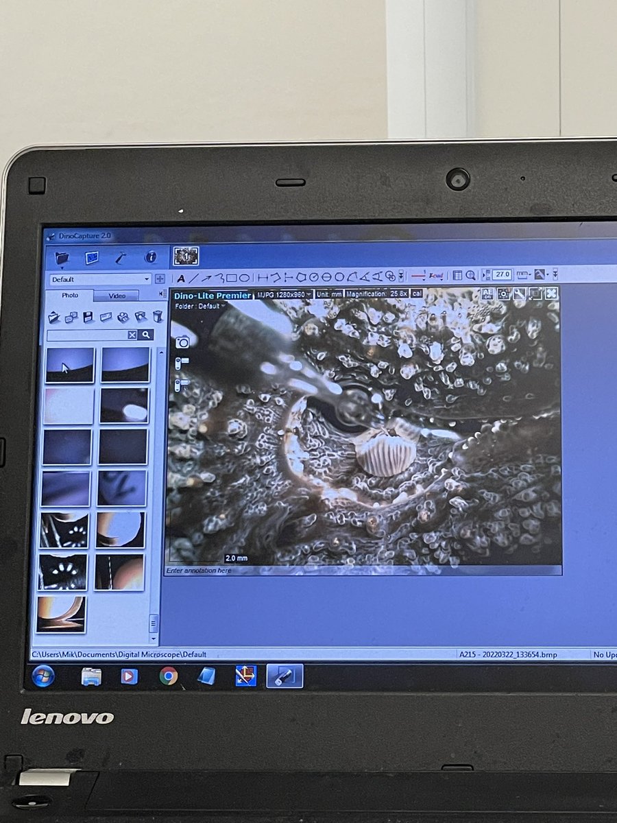 EmilyYeager9's tweet image. Coral, meet microsensor (with some bonus content of a Cassiopeia under an IPAM).
Days 4 and 5 of #microsensor2022 have been absolutely mind blowing🤯. I’m so grateful to have the opportunity to learn so many new techniques from such incredible scientists