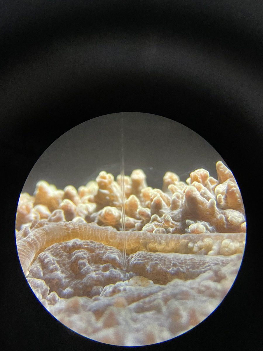 EmilyYeager9's tweet image. Coral, meet microsensor (with some bonus content of a Cassiopeia under an IPAM).
Days 4 and 5 of #microsensor2022 have been absolutely mind blowing🤯. I’m so grateful to have the opportunity to learn so many new techniques from such incredible scientists