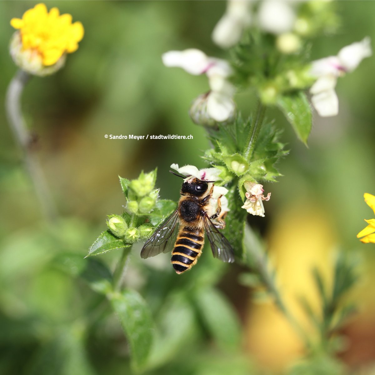 Happy #WorldBeeDay2022 🐝
Helft mit bei unseren Wildbienen-Projekten! Weitere Informationen: stadtwildtiere.ch/news/happy-wor…
#wildbee #wildbienen #pollinators #CitizenScience