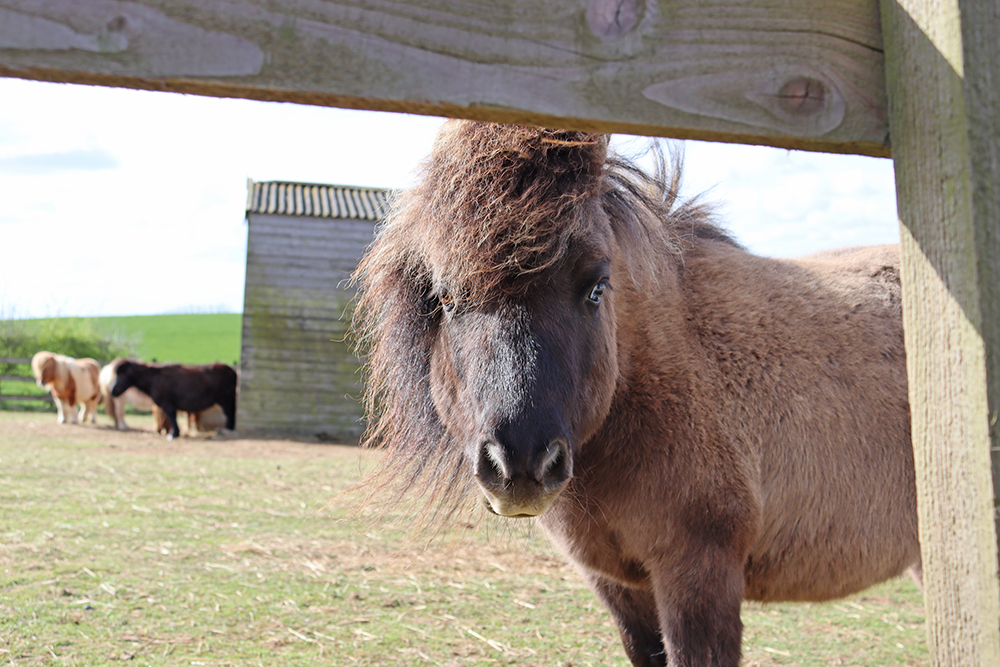 Adoption Star Dusty looks like he's looking forward to the weekend doesn't he?! 😍 #CuteFridayPhoto #RedwingsAylsham 

redwings.org.uk/adopt/make-a-n…