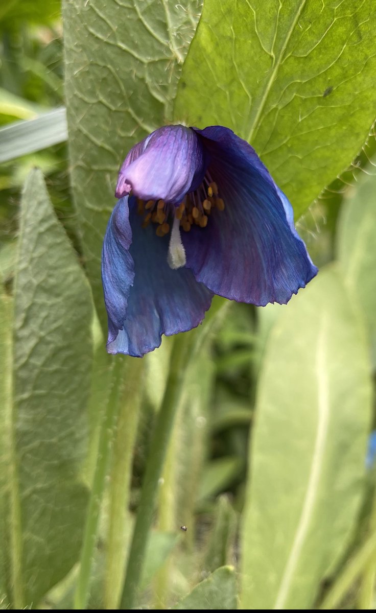 Unfurling Meconopsis #Meconopsis #thrilled
