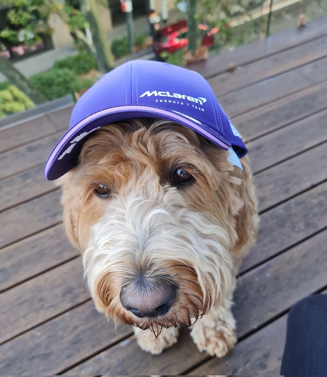 BellaBam8's tweet photo. VAMOS 👊@McLarenF1   I'll be watching Free Practice woofing our cars on. #FearlesslyFoward 
#SpanishGP 🇪🇸 https://t.co/QO47d0zbyT