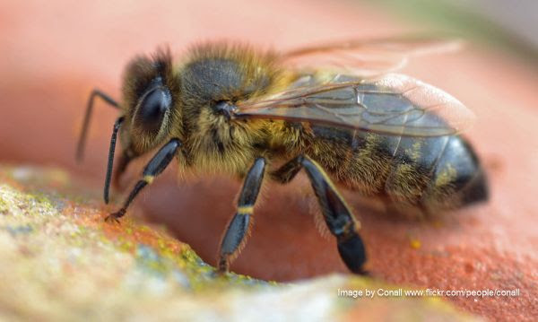 Native Irish Honey Bee Society tweet media
