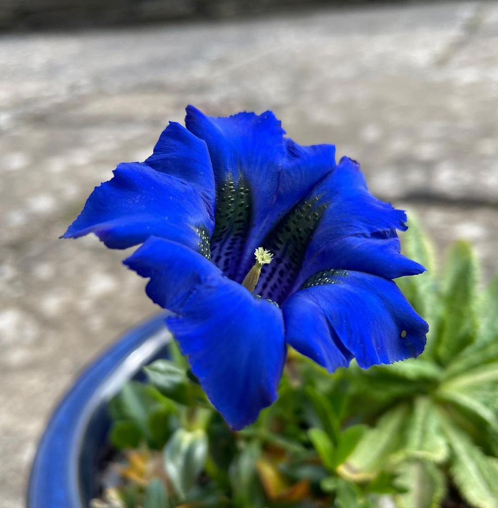 Strulchmulch's tweet photo. Absolutely gorgeous from @kindofbloom​​​​​​​​
​​​​​​​​
Can’t stop taking pictures of this beaut💙.. Gentian acaulis💙 ..they can be tricky to grow… planted last year in quite a bit of grit and sand with #strulch aka straw mulch. https://t.co/Y7loNtv4Gs https://t.co/quY6AfOy4h