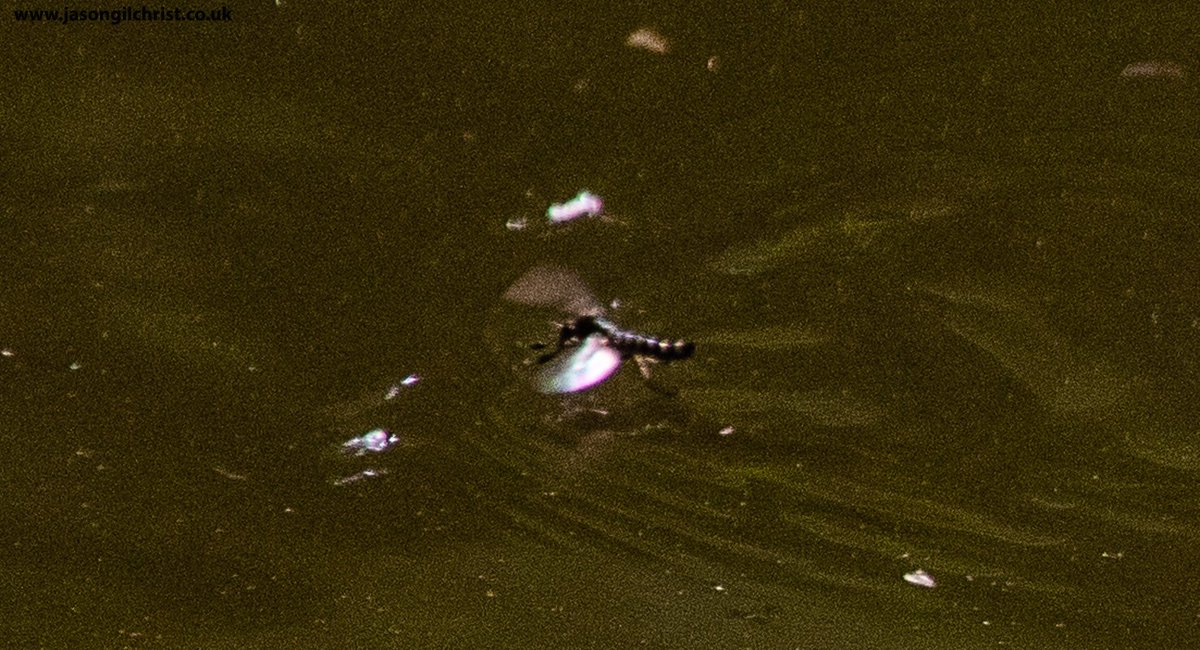 jgilchrist13's tweet photo. Returned to Union Canal yesterday, to try get ID shots of flies on water. They are called dance flies because they dance. Hard to photo! Hilara maura. Empididae. #fly #DanceFly #DaggerFly #Empididae #FlyFriday #Springwatch #TwitterNatureCommunity #UnionCanal #Edinburgh #Scotland https://t.co/qtocZa9UOj