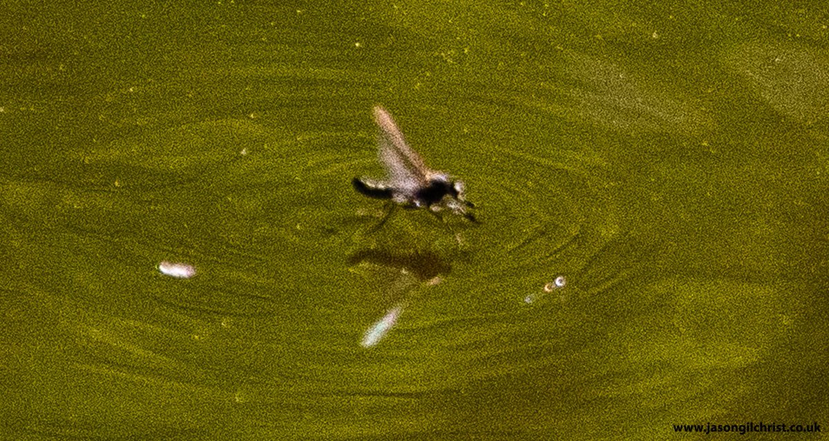 jgilchrist13's tweet photo. Returned to Union Canal yesterday, to try get ID shots of flies on water. They are called dance flies because they dance. Hard to photo! Hilara maura. Empididae. #fly #DanceFly #DaggerFly #Empididae #FlyFriday #Springwatch #TwitterNatureCommunity #UnionCanal #Edinburgh #Scotland https://t.co/qtocZa9UOj