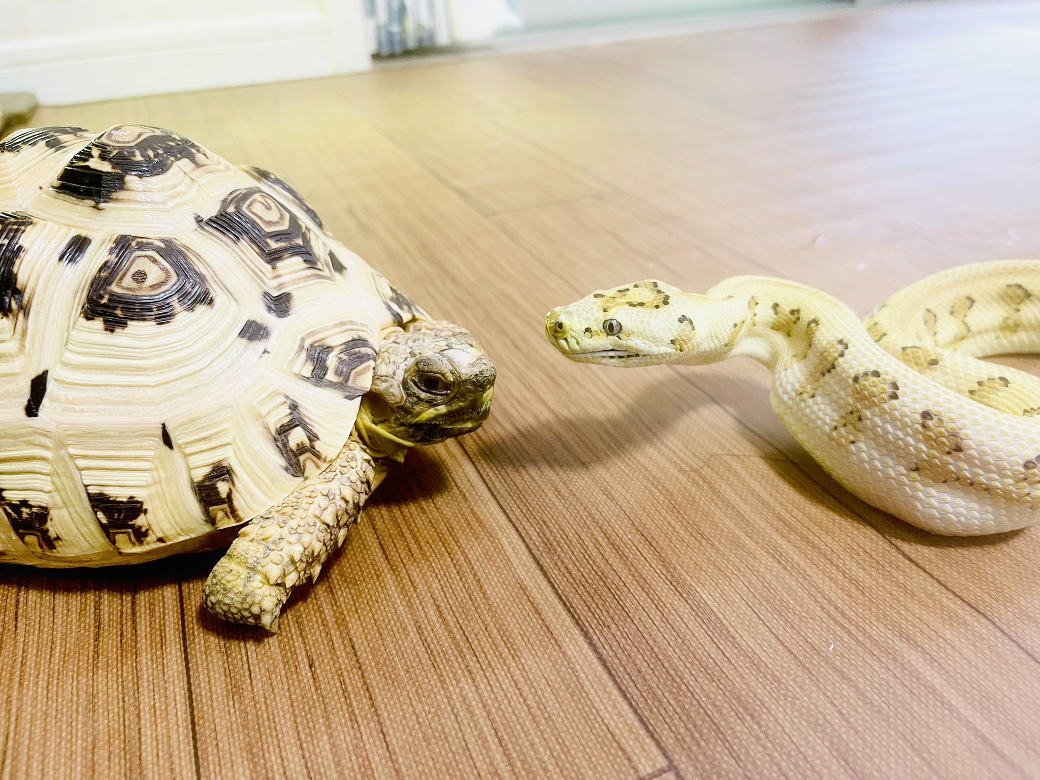 爬虫類ケージ　木製ケージ　 900×600フトアゴ　ハリネズミ フルオプション FandK爬虫類木製ケージ 特定動物ケージ 1800×900×600 - メルカリ