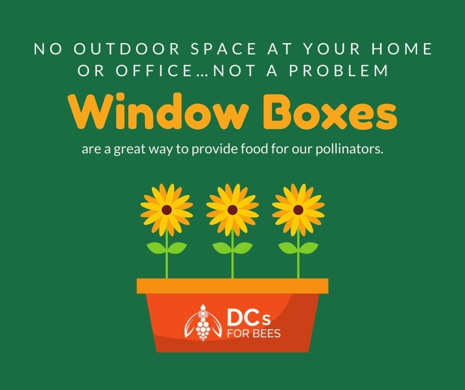 🐝 WORLD BEE DAY 🐝 
No outdoor space? No problem! 🌺

Find more tips in our #DCsForBees Pollinator Plan: lnkd.in/eNmxatA

#WorldBeeDay #Bees #pollinators
<a href="/BioDataCentre/">Biodiversity Ireland</a>