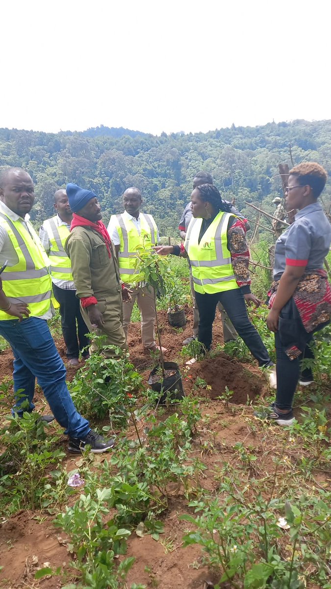 Nature_Kenya's tweet image. Happening Now: Tree planting at the Thogoto forest block with the @PrivatizationKe to restore Kereita forest. 
#PCFiT 
#PartnershipsForSustainability 
#ActForNature