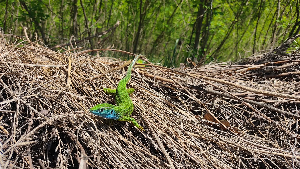 FratczakMartyna's tweet photo. ๐ฆ Lacerta viridis & Hyla arborea #Slovakia @GreatGreyTryjan https://t.co/ISFbXDVIM6