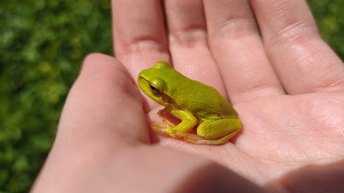 FratczakMartyna's tweet photo. ๐ฆ Lacerta viridis & Hyla arborea #Slovakia @GreatGreyTryjan https://t.co/ISFbXDVIM6