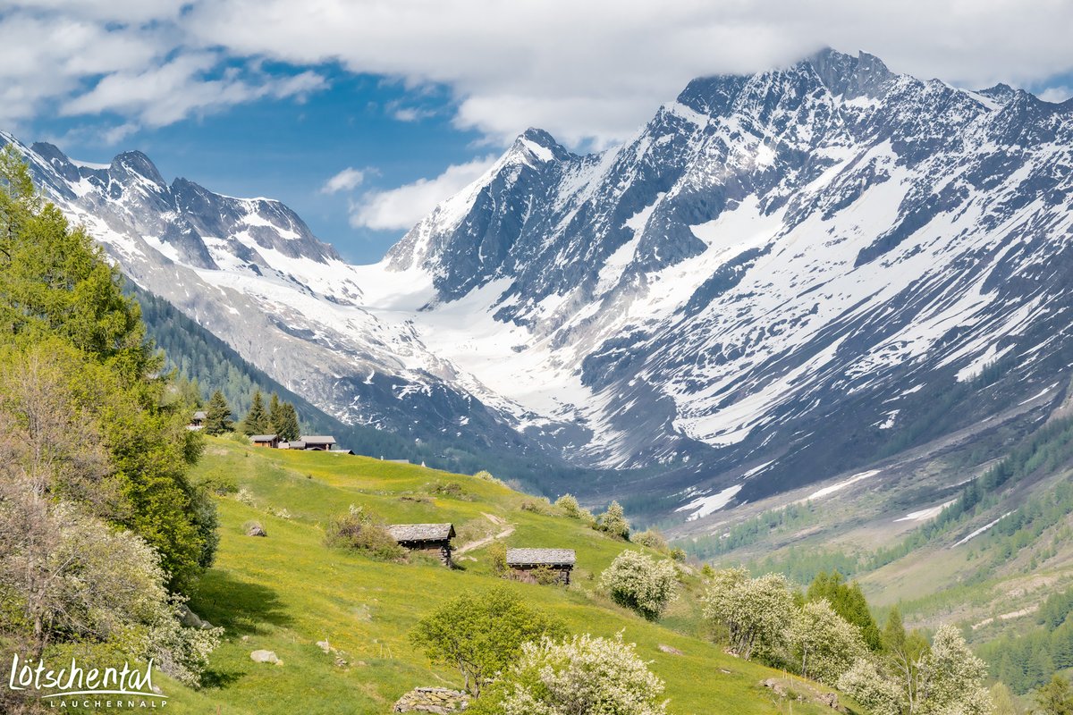 Das Grün explodiert und es lassen sich schon Schwefel- &amp; Frühlingsanemonen und Paradieslilien bewundern!
Der Blick ins Lötschental ist wieder geprägt von grün-blauen Farbtönen.
Hach ist das schön 😍

Wir wünschen ein fantastisches Wochenende!
#welcometothemagicvalley #lötschental