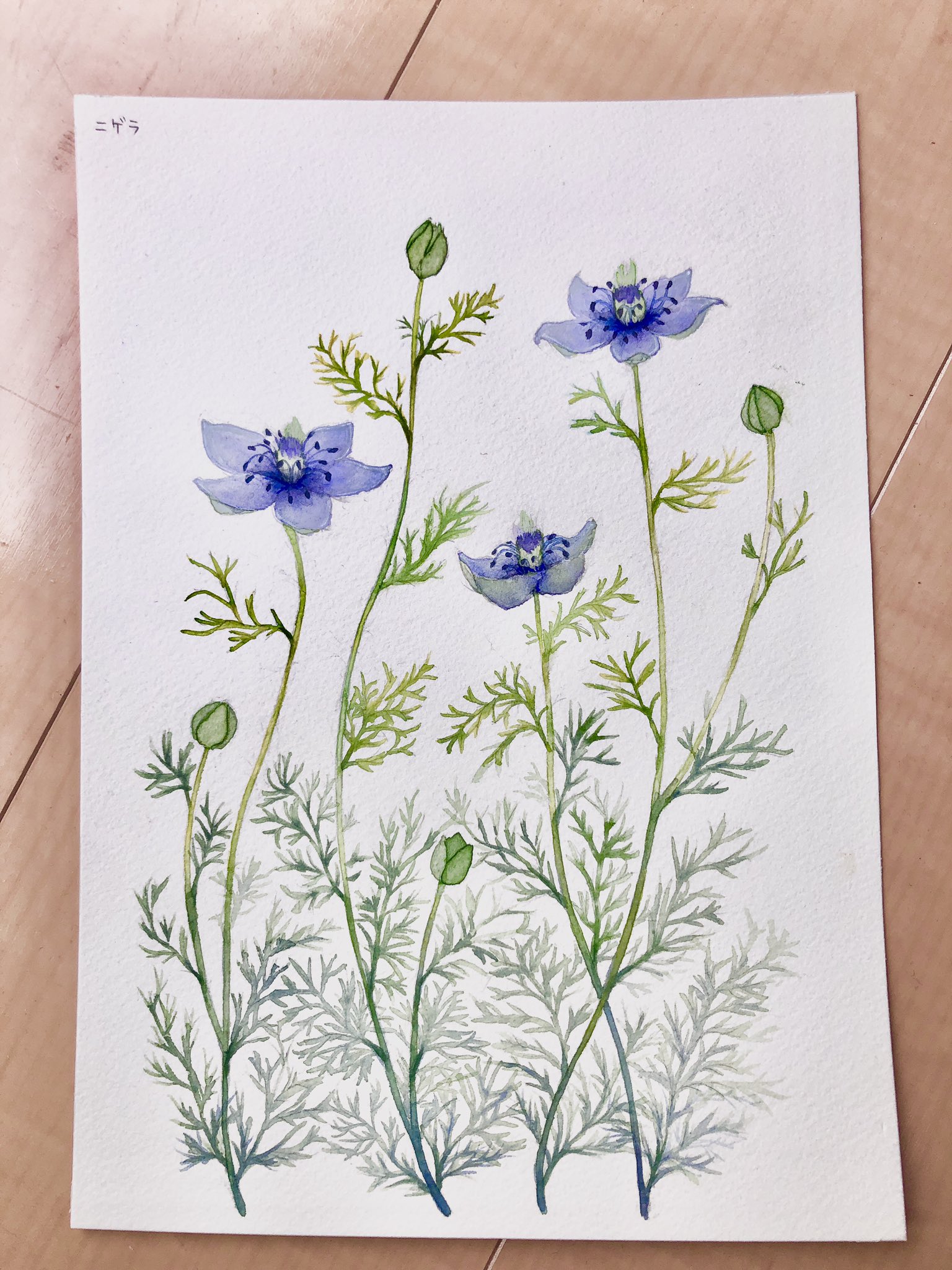 まや𓅪絵の具であそぶよ ニゲラ 花のように見えるところはガクだそうです 透明水彩 水彩画 植物画 イラスト ドローイング アナログ絵 Watercolor Drawing Painting Illustration 絵描きさんと繋がりたい T Co Wpwwt53f9m Twitter まや𓅪絵の具であそぶよ ニゲラ 花のように見えるところはガクだそうです 透明水彩 水彩画 植物画 イラスト ドローイング アナログ絵 Watercolor Drawing Painting Illustration 絵描きさんと繋がりたい T Co Wpwwt53f9m Twitter