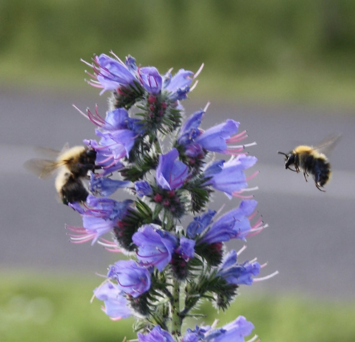 Fourseasonscamp's tweet photo. Happy World Bee Day! 🐝 #protectbees #beeconservation #scottishbees #beesinscotland #campervanhire #fourseasonscampers #vanlife #wildlife #respectprotectenjoy #beekind https://t.co/3TVkdbou0W