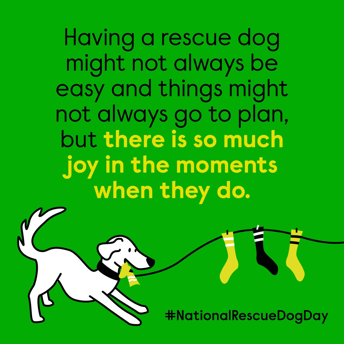 We love our rescue dogs! How rewarding is it to watch them grow and flourish with your love and care? 🐶❤️

Having a rescue dog might not always be easy but it is so worth it!

#NationalRescueDogDay