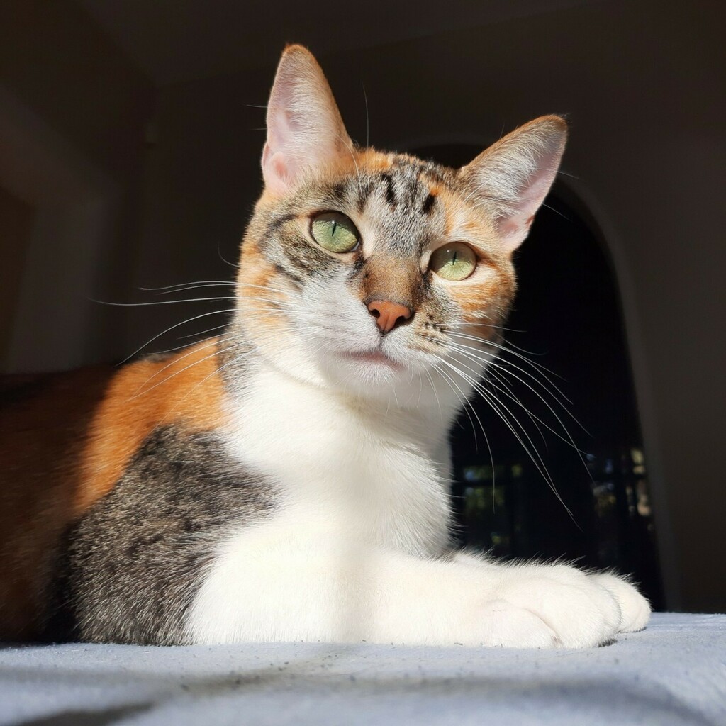 kitcatpuzzle's tweet photo. The judgement when the human is not doing sphinx pose correctly 🙀
Good thing the expert can show her what to do 😸🙏
#yogafridays #catyoga #sphinxpose #catinstructor #catlife https://t.co/IqJM8b7iJP https://t.co/x7ReqC5Kw8