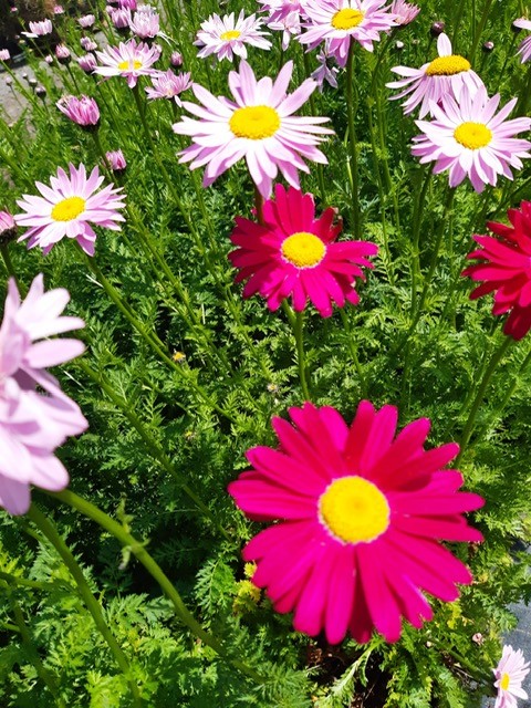 Our 2L plants have excellent growth and are bursting with colour. Order before monday noon to guarantee delivery for next week #ChelseaFlowerShow #JubileeCelebration