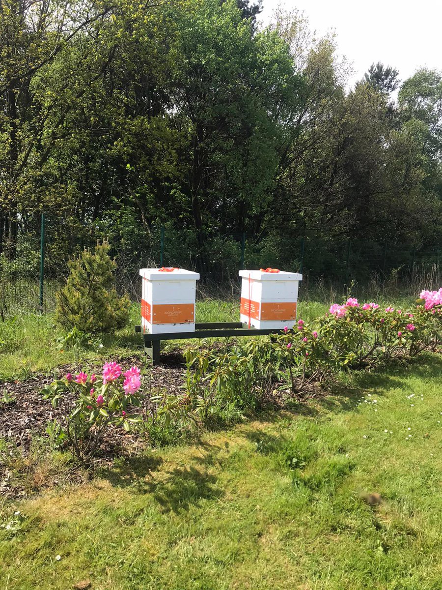 WebsterHoney's tweet photo. Hives and happy children everywhere you look on #WorldBeeDay2022 @WebsterHoney #schoolengagement #sponsorahive #learnaboutbees https://t.co/zI5zRATOB0
