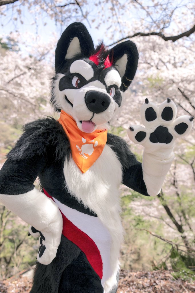 GTHY_shooter's tweet photo. Have a great weekend.✨🐶🐾
📸: @eps_ham #ZISstyle #FursuitFriday https://t.co/o3nG42pWzB