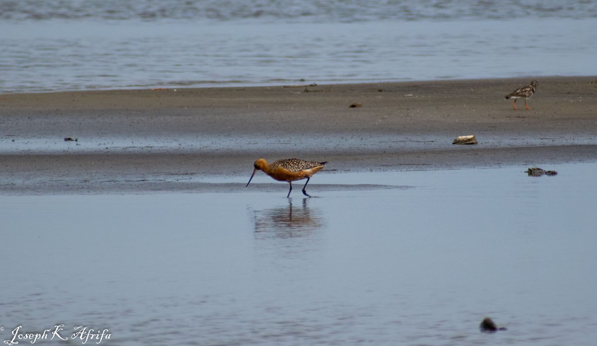 SIR_JOE11's tweet photo. Few individuals of Bar-tailed Godwit (Limosa lapponica) recorded at KLCRS, Volta Region, Ghana Mid May
#BirdsSeenIn2022
#birdsofghana https://t.co/Ae7Lnq225W