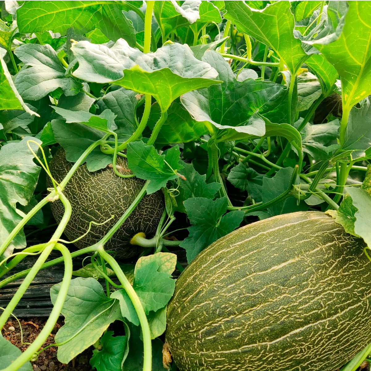 HMCLAUSEIBERICA's tweet photo. VALDEMAR F1 🍈✨
El #melón de siempre ¡ahora con más resistencias!
🍈Muy buen escriturado
🛡 Resistencia
💪 Elevada Producción
🍬 Sabor

Toda la información en nuestra web. ¡Visítala!👇
https://t.co/MuCZuHhiHg

#melonesclause #hmclauseiberica #melonpieldesapo #yosoydeclause https://t.co/xXifeTWcym