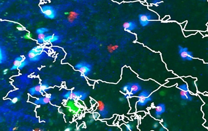 IRB_Bellinzona (@bellinzonairb) on Twitter photo The workshop covered theoretical and practical aspects regarding the analysis of immune cell migration and interaction, using intravital microscopy and new AI-based methods. #irb #AI #microscopy
<a href="/USI_university/">USI University</a> <a href="/OklahomaU/">Oklahoma University </a> <a href="/UniBasel/">Universität Basel</a> <a href="/DalhousieU/">Dalhousie University</a> <a href="/Radboud_Uni/">Radboud University</a> <a href="/SfergonF/">Santiago F. Gonzalez</a> <a href="/PizzagalliDU/">Diego Ulisse Pizzagalli</a> The workshop covered theoretical and practical aspects regarding the analysis of immune cell migration and interaction, using intravital microscopy and new AI-based methods. #irb #AI #microscopy
<a href="/USI_university/">USI University</a> <a href="/OklahomaU/">Oklahoma University </a> <a href="/UniBasel/">Universität Basel</a> <a href="/DalhousieU/">Dalhousie University</a> <a href="/Radboud_Uni/">Radboud University</a> <a href="/SfergonF/">Santiago F. Gonzalez</a> <a href="/PizzagalliDU/">Diego Ulisse Pizzagalli</a>