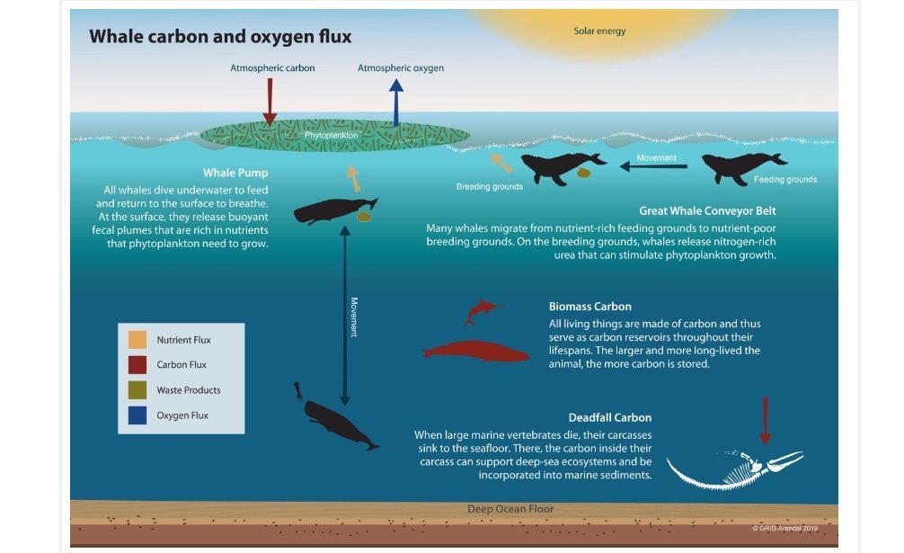 Bjunaid10's tweet photo. Whales and climate change mitigation!
#ClimateCrisis #climatechange https://t.co/qzeZPMHVxY