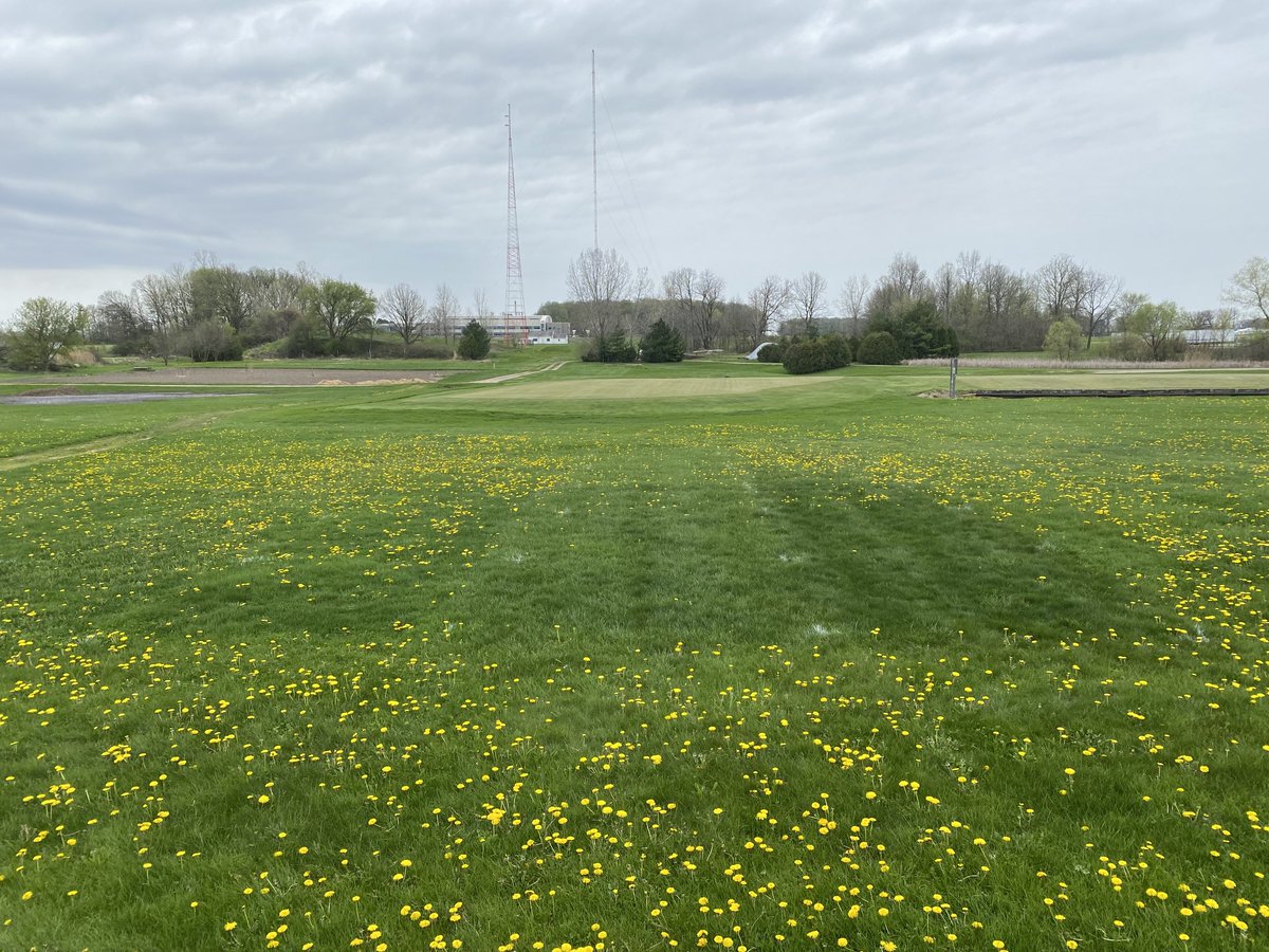 GrassJedi's tweet image. Regular fertility with the MSU “holiday” plan can have significant impacts on weed infestation in lawns.