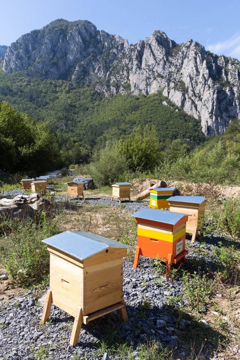 GroupeColas's tweet image. Le saviez-vous? Une cinquantaine de nos sites accueillent des ruches. En France, Colas a créé en 2016 un conservatoire d’abeilles noires: 20 ruches installées sur la carrière Cozzi à Norante (04) en partenariat avec le bureau d’études spécialisé Apilab
#JournéeMondialedesAbeilles