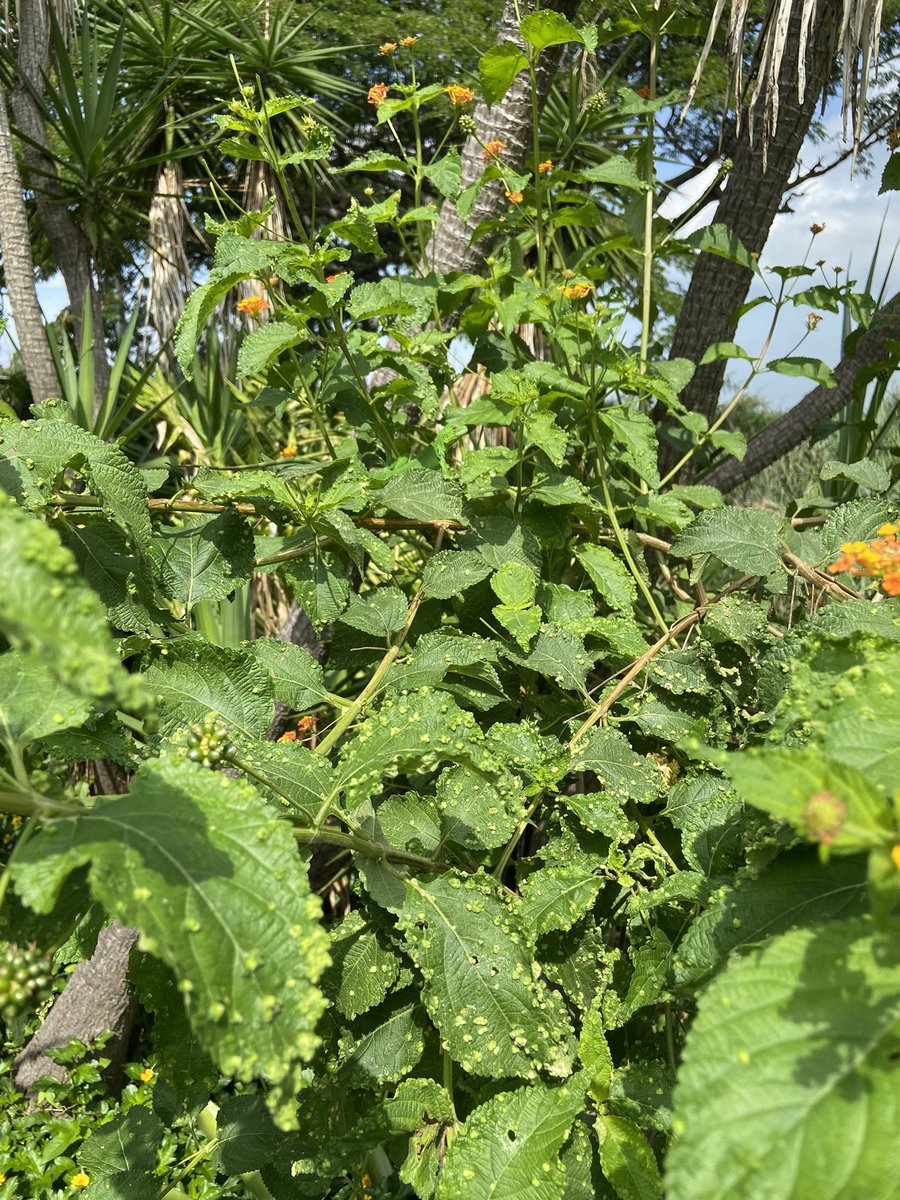 MIZAUCV's tweet photo. Una iguanita, Iguana iguana (L.), Squamata, Iguanidae, “jugando al escondido” en una planta de cariaquito, Lantana sp, Verbenaceae. ¿La pudiste encontrar? https://t.co/xpTlB37O4m